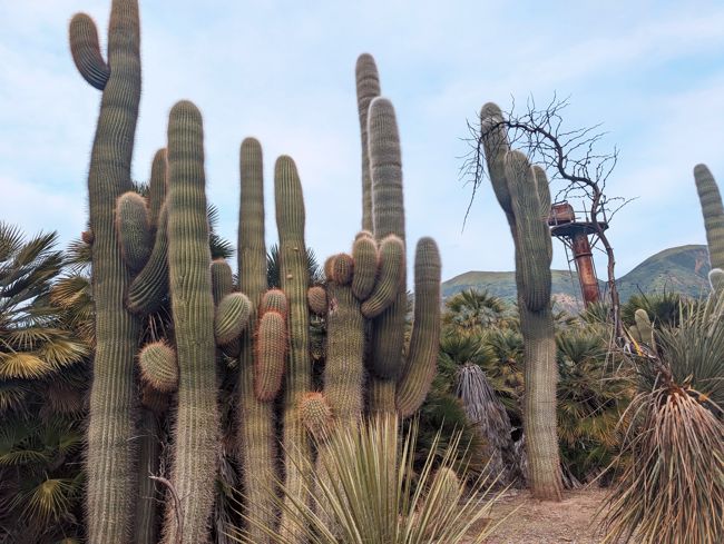 Argentine Saguaro Cactus