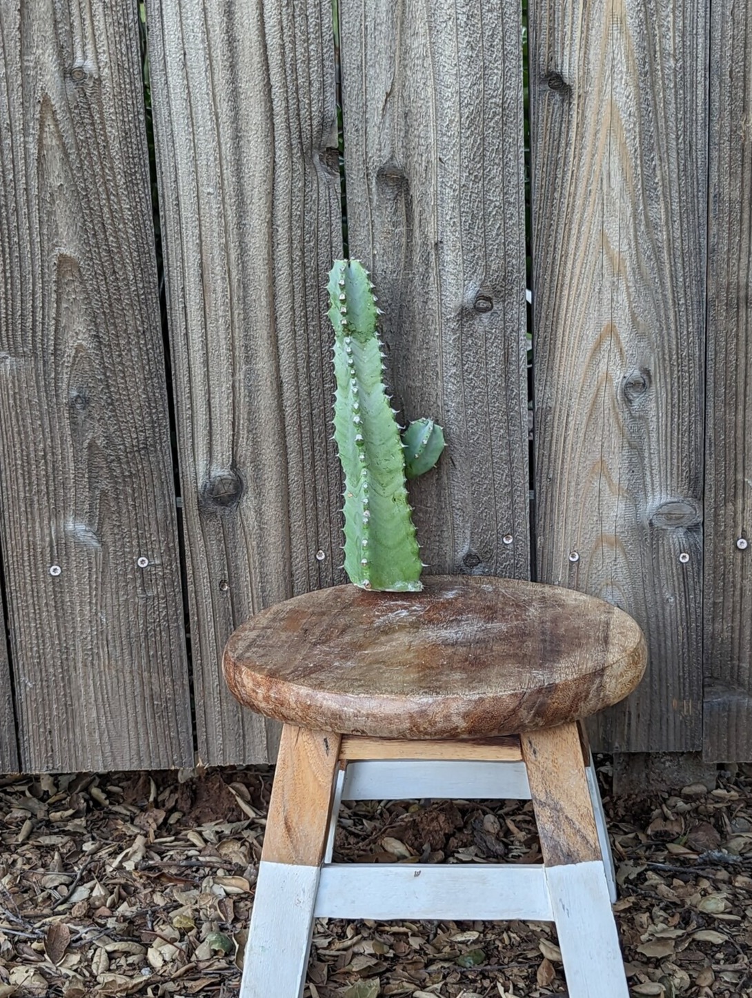 Makalle Spurge Cactus