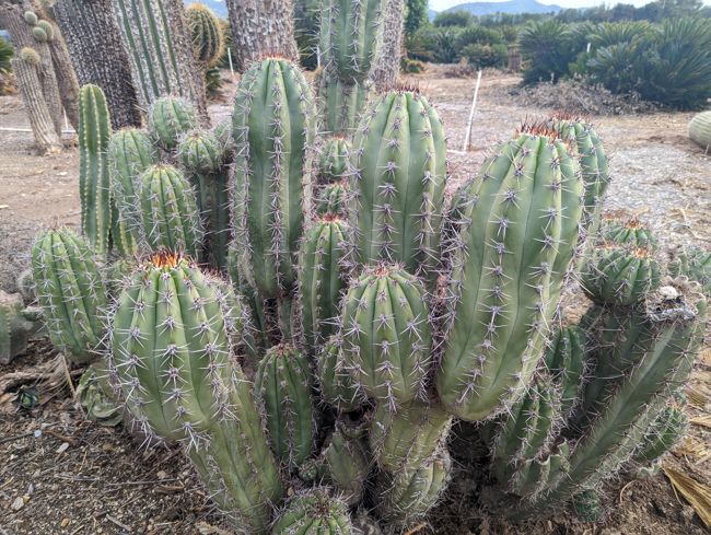 Pasacana Tree Cactus