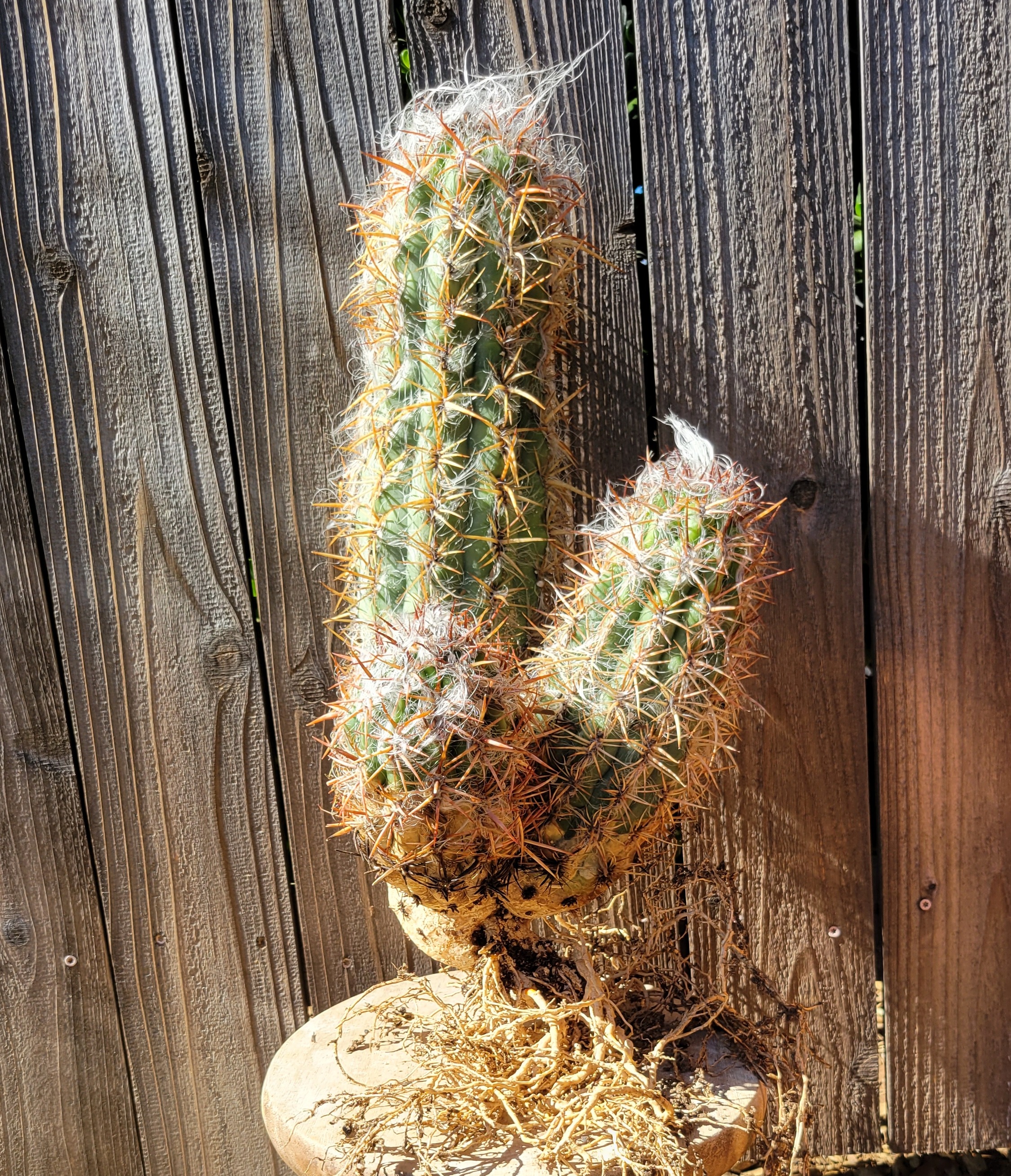 Old Man of the Andes Cactus