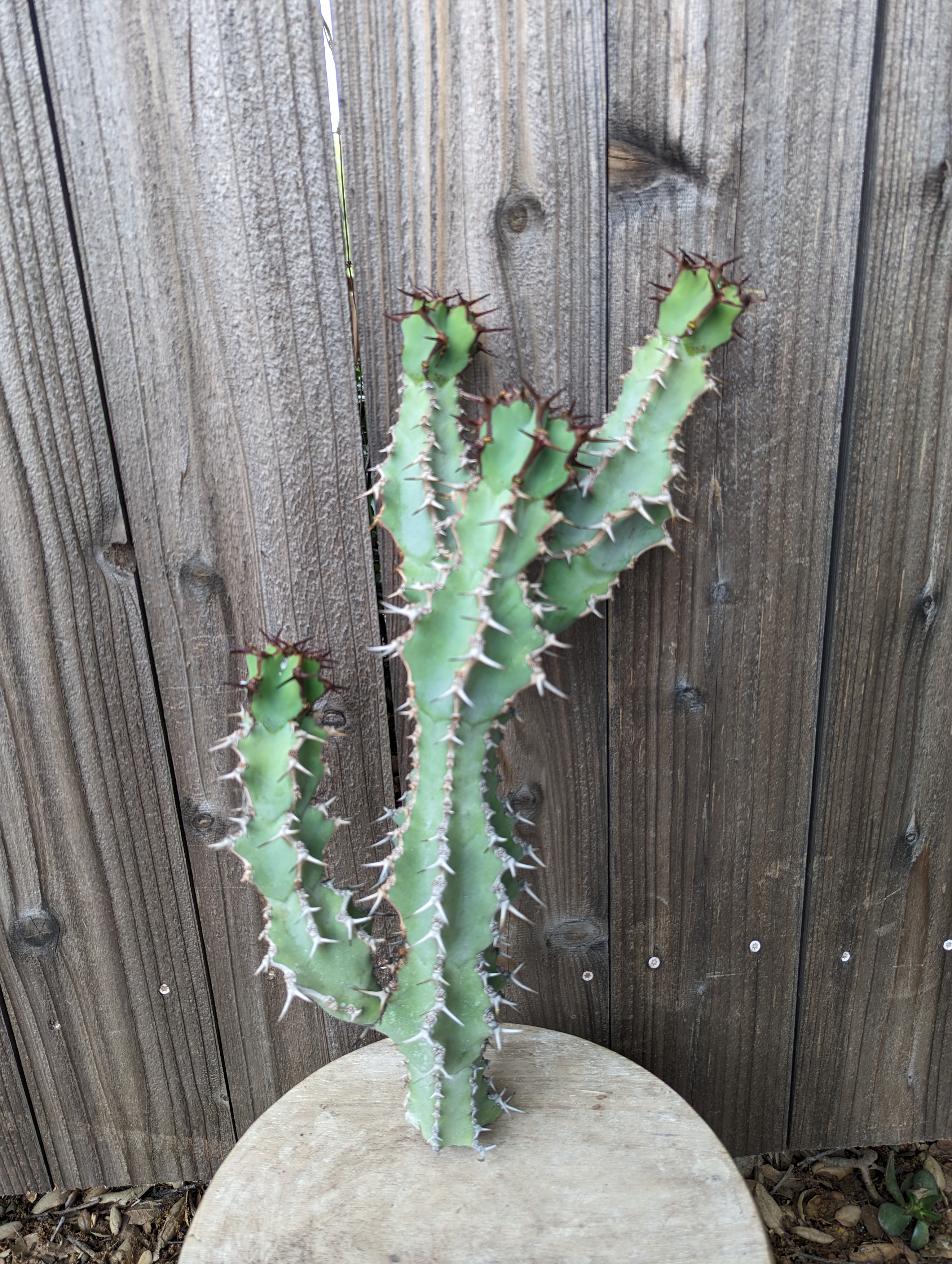 Cowboy Cactus