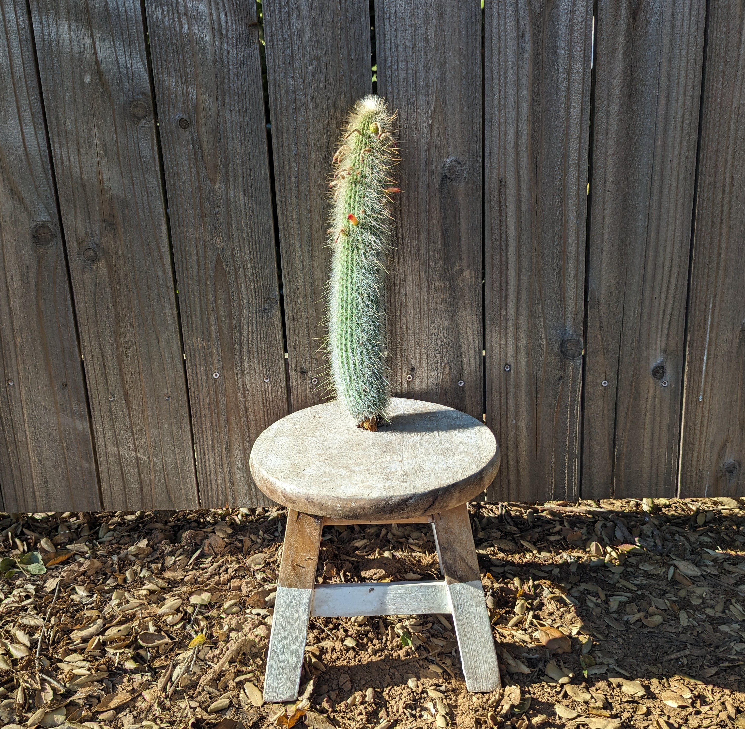 Monkey Tail Cactus