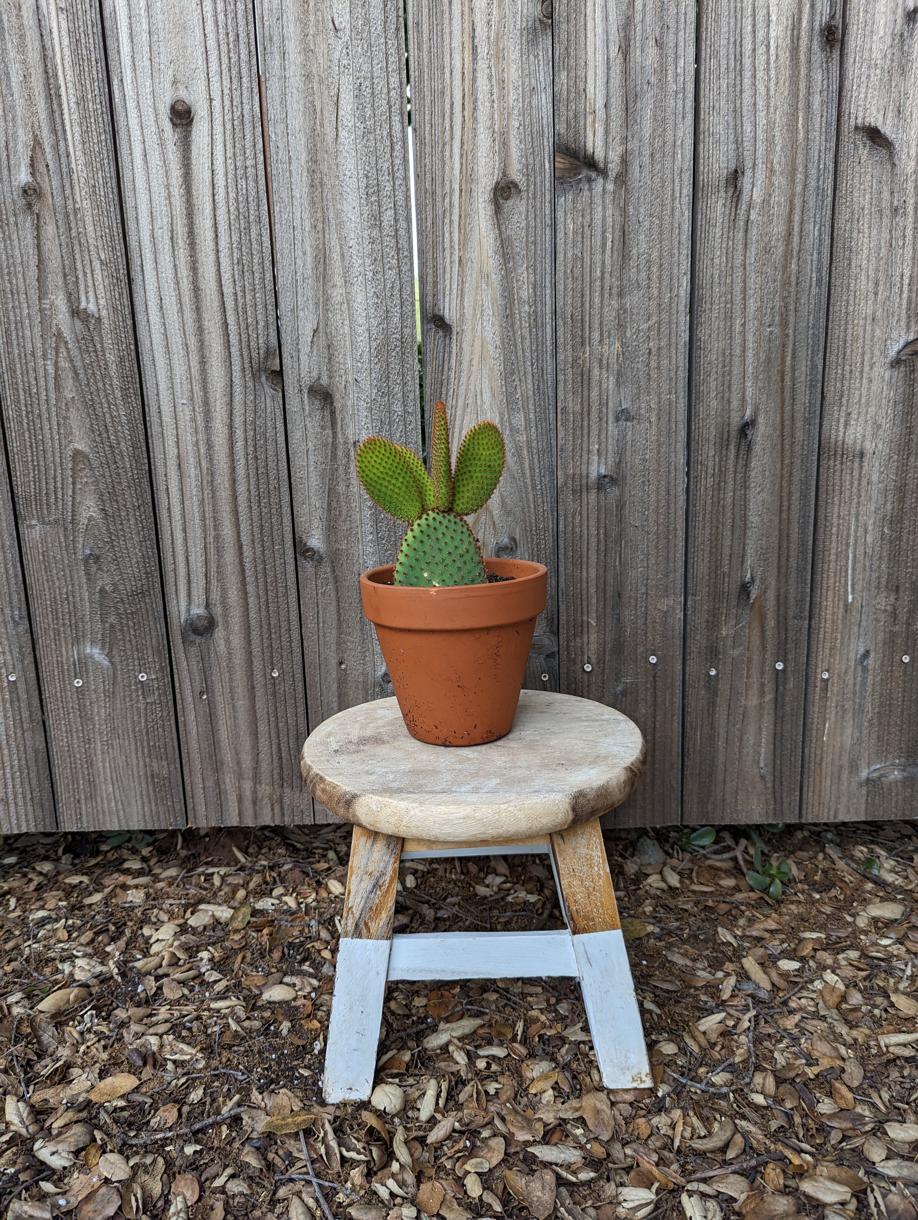 Bunny Ear Cactus