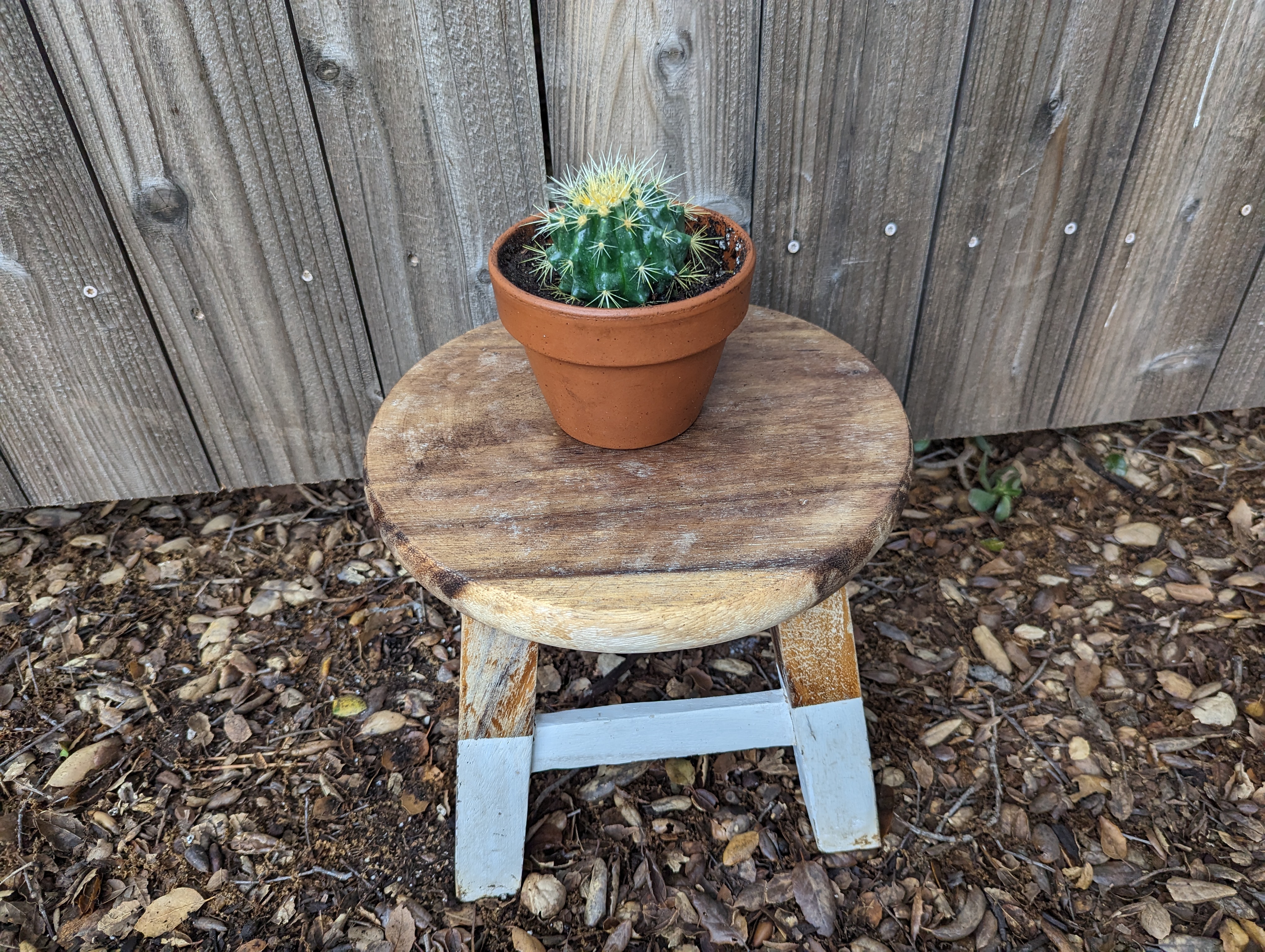 Golden Barrel Cactus