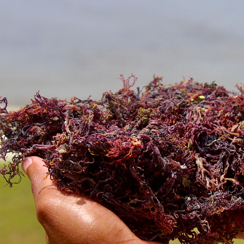 Purple Wildcraft Sea Moss (Jamaica)