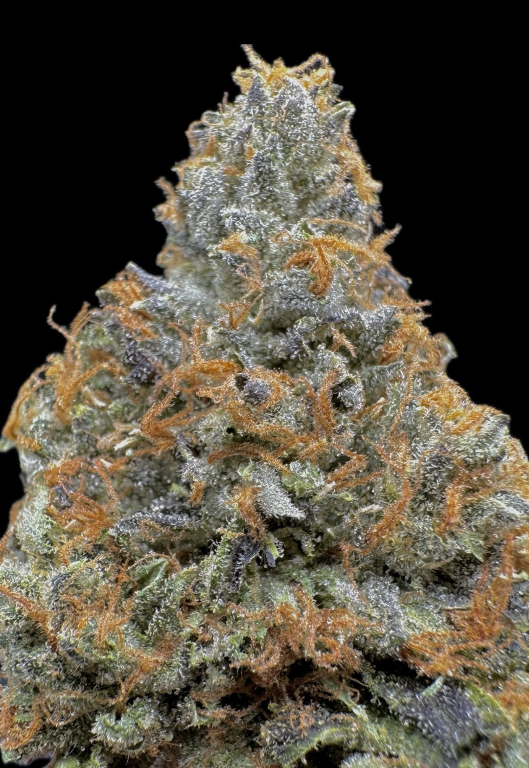 Blue Zushi - [The Ten Co.]