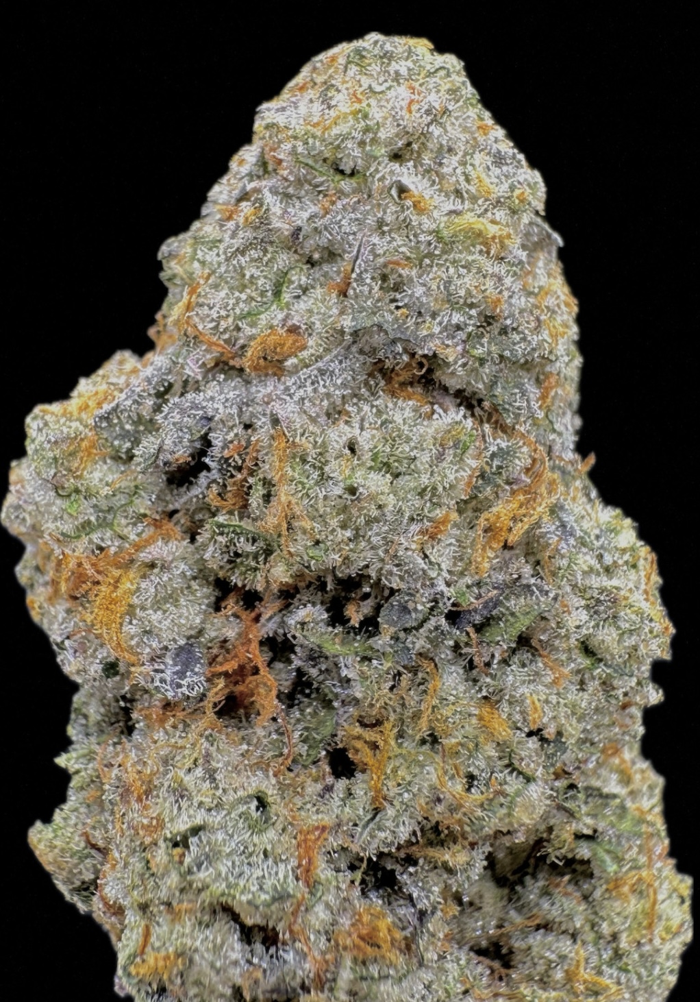 Payton's Pie - [Fresh Vibez]