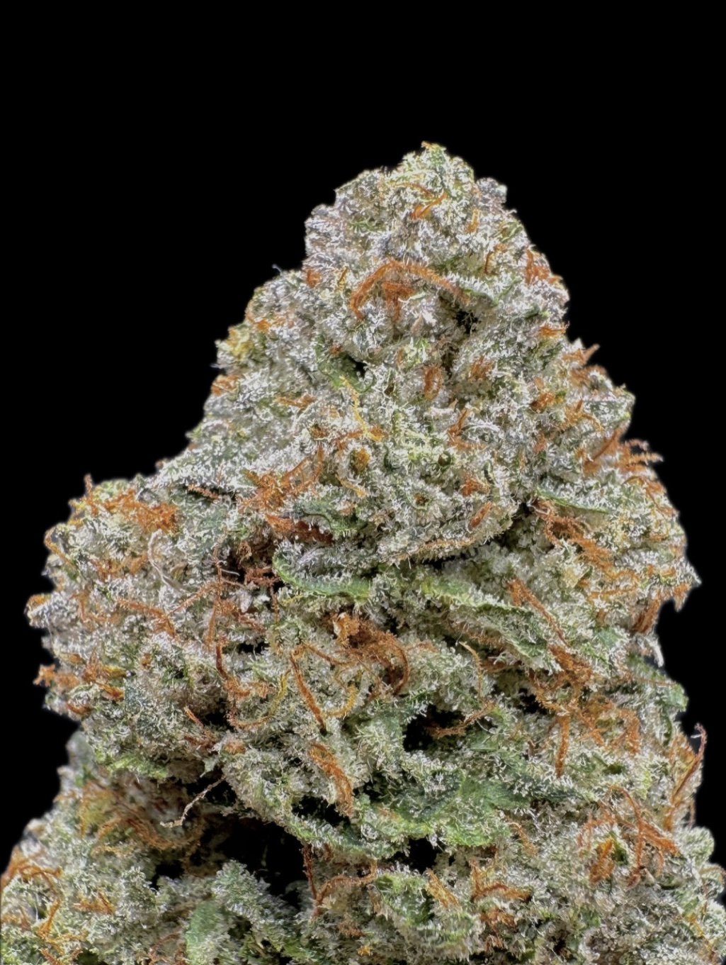 LA Pop Rocks - [Fresh Vibez]