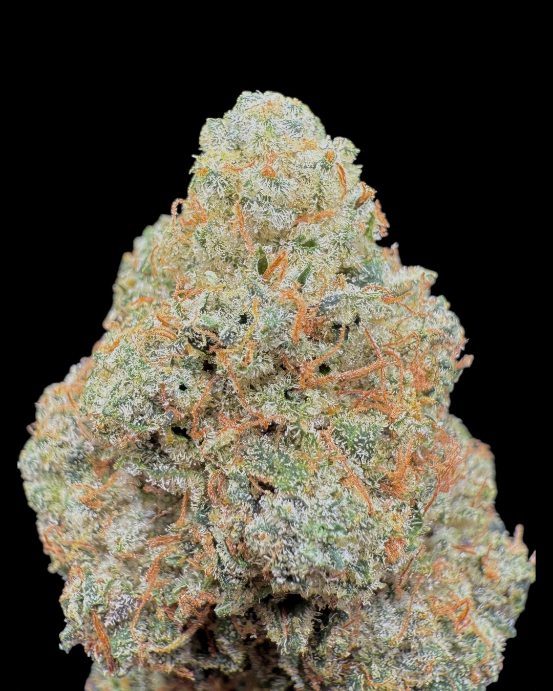 Pi Chew 3 - [Steady Kushin x Gerbs Herbz x Tostado 916]