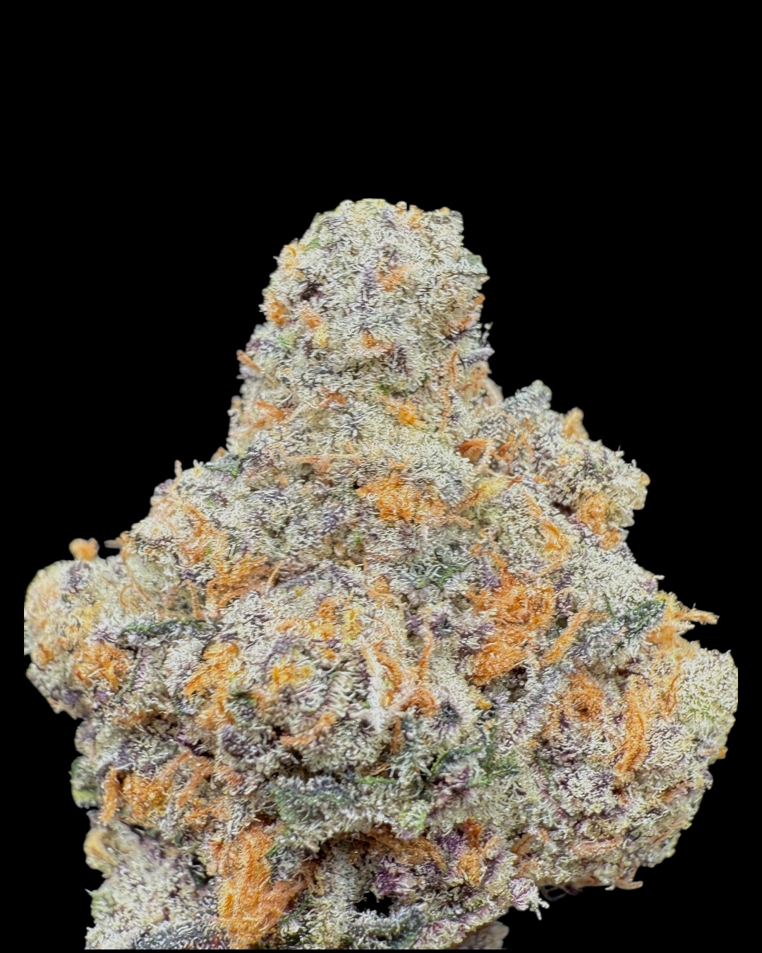 CREAM - [Fresh Vibez]