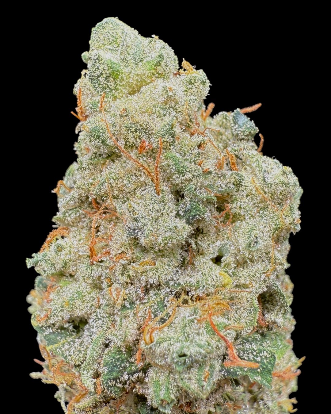 Amarelo Chem - [Strickland Farms]