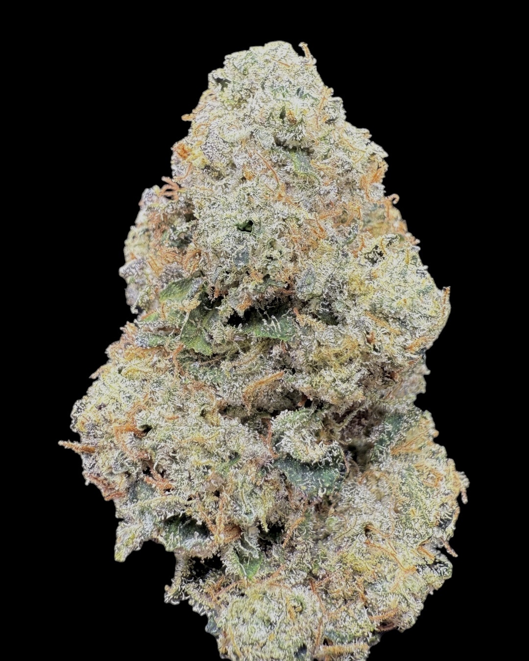 Sherbanger 22 - [Nebula Gardenz]