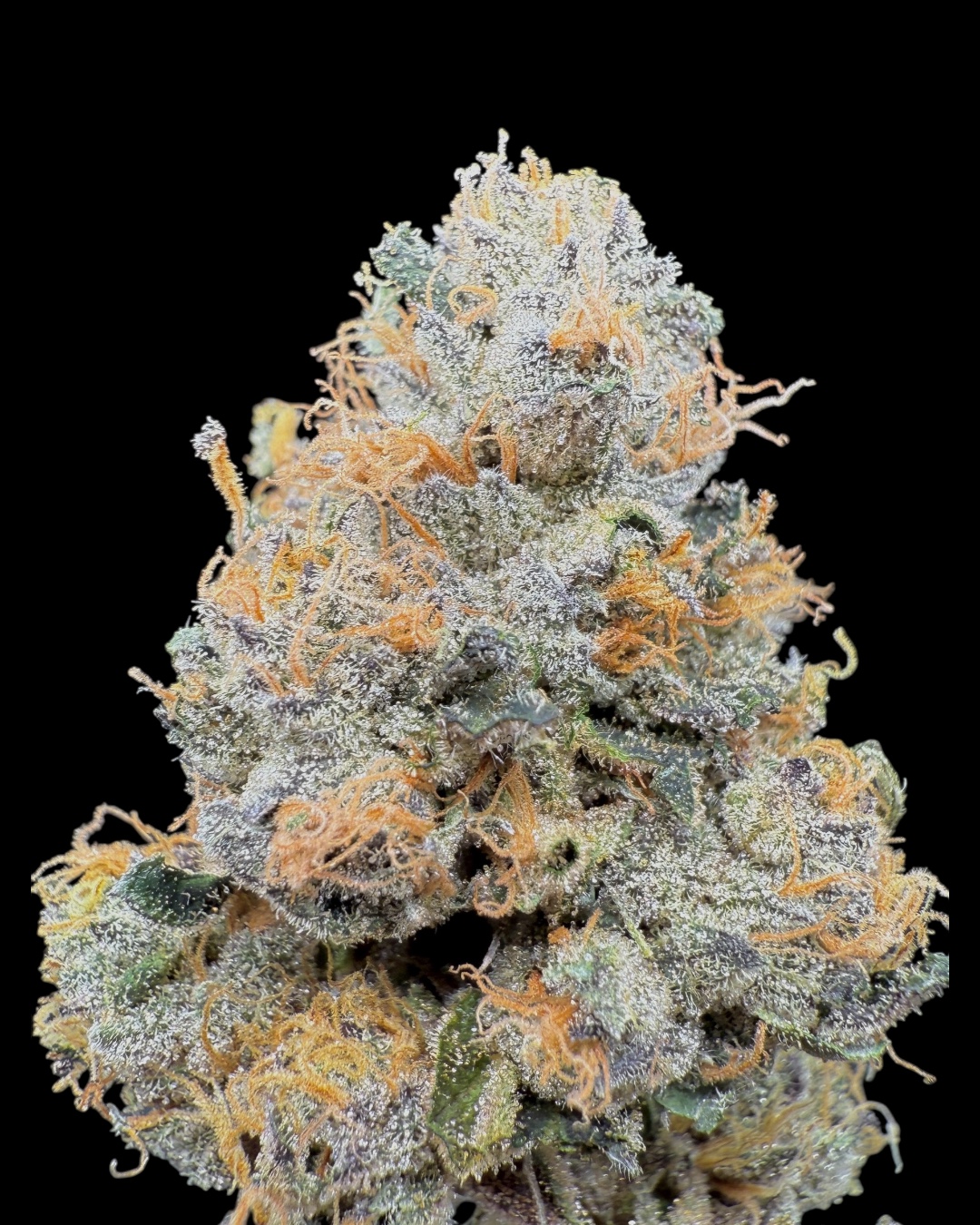 Sherbet - [Wicks Picks]