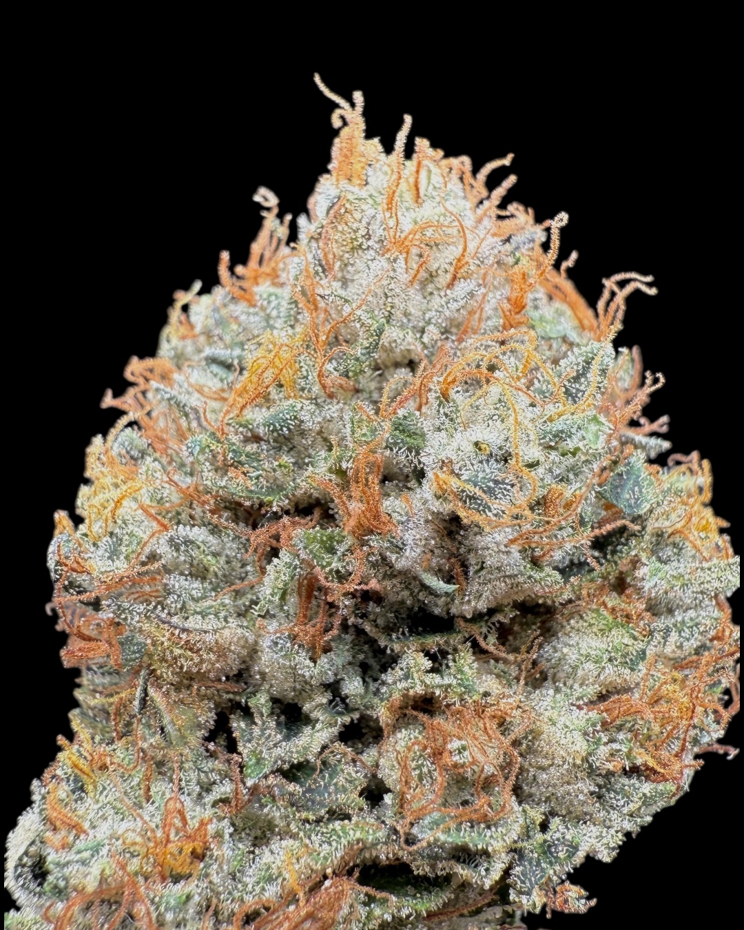 The Kush - [Wicks Picks]