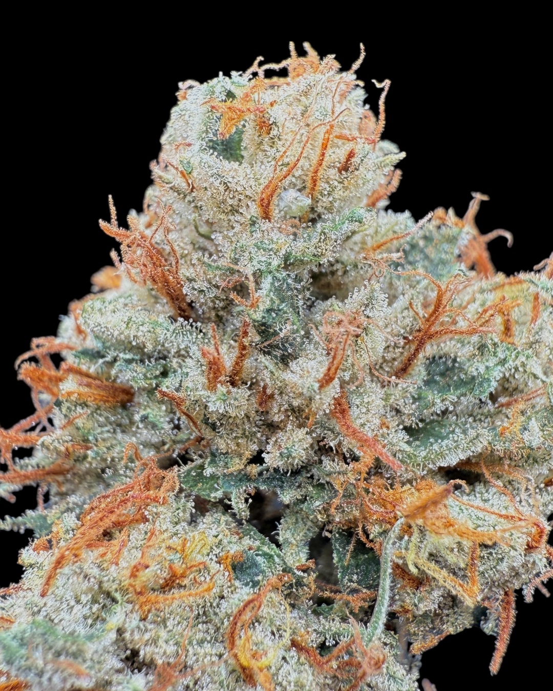 Nothern Lights #5 x Haze - [Wicks Picks]