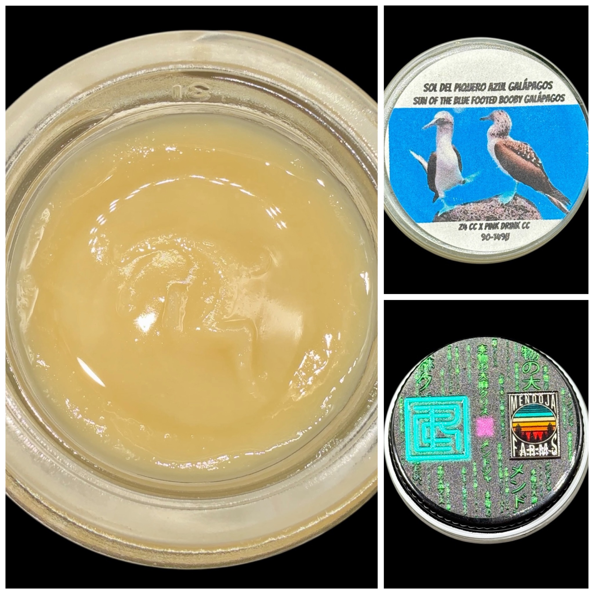 Sun of the Blue Footed Booby Galapagos - 2g live rosin *thumbprint style* [Cannabis Chris x Mendoja Farms]