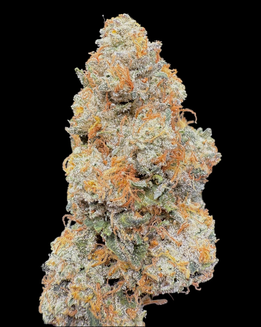 Yellow Zushi x Hylife x Hash Plant #2 - [Nebula Gardenz] 