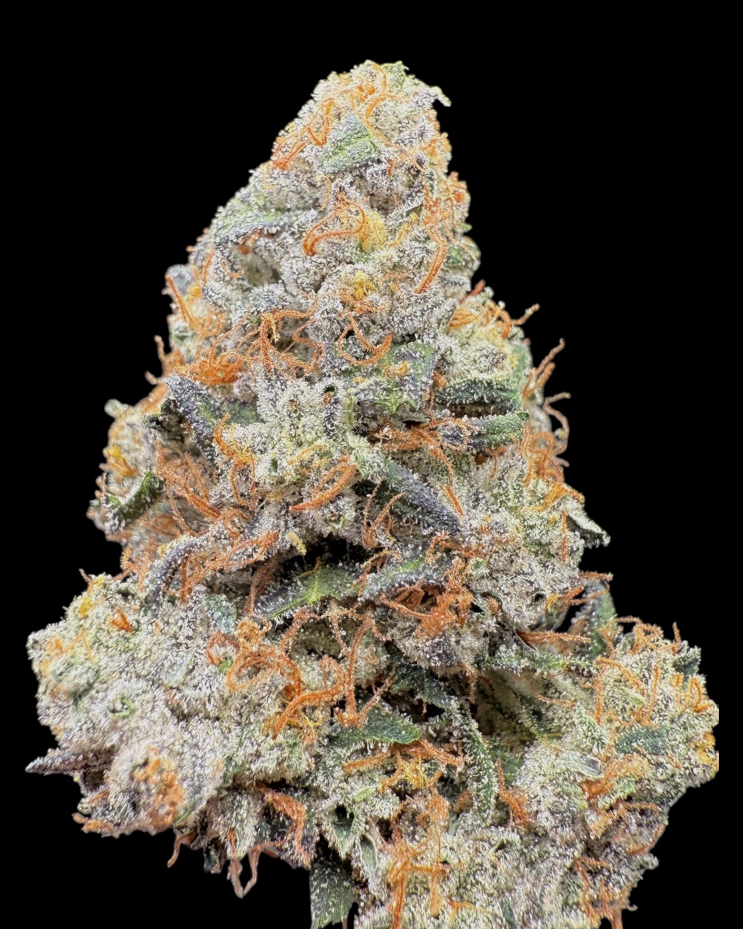 Yellow Zushi x Hylife x Hash Plant #5 - [Nebula Gardenz] 