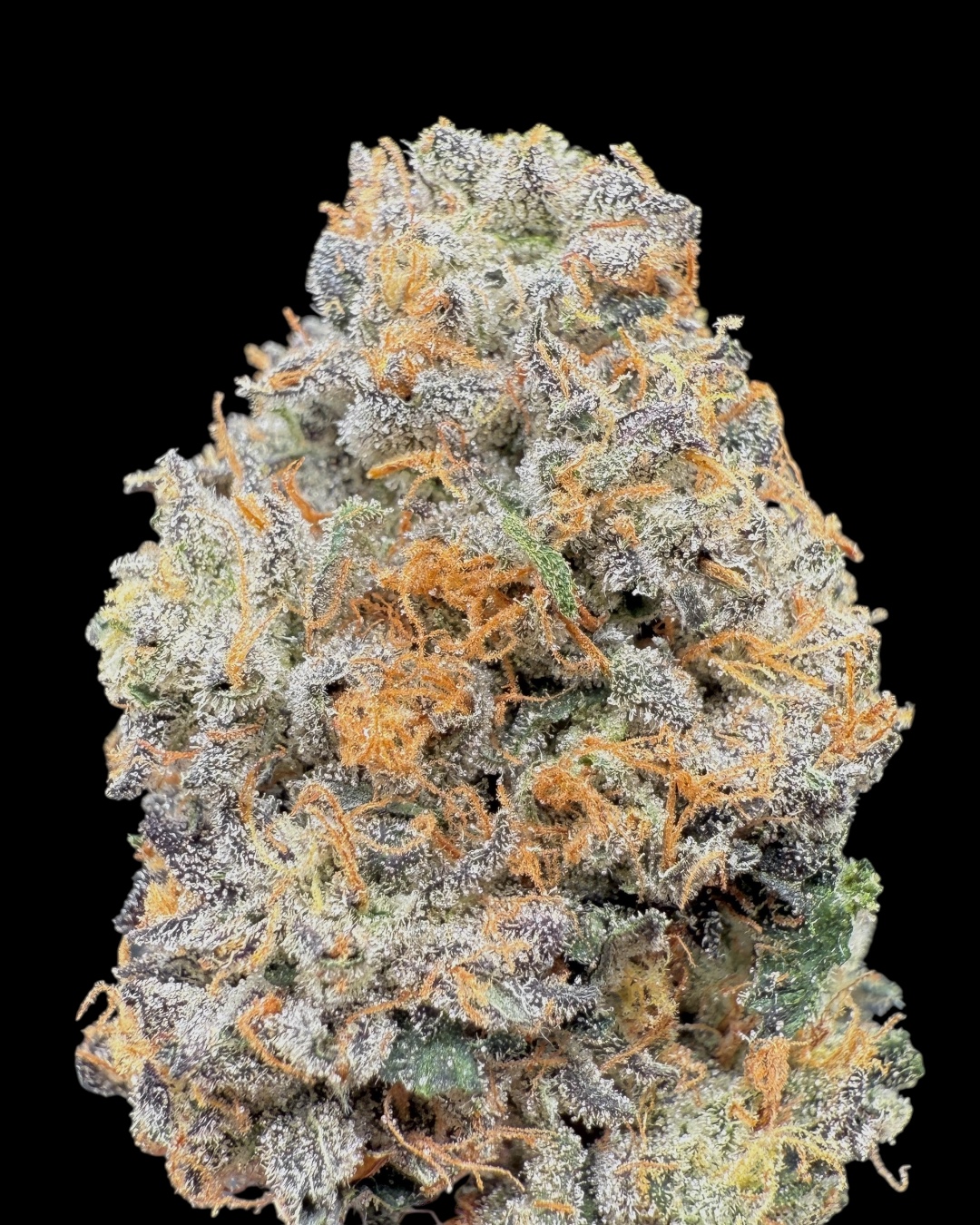 Yellow Zushi x Hylife x Hash Plant #6 - [Nebula Gardenz] 