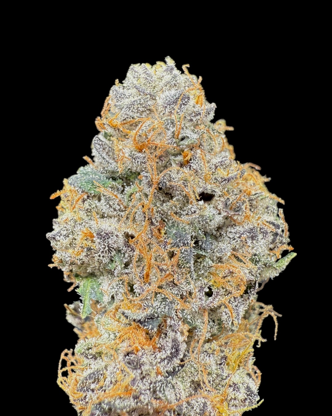 Yellow Zushi x Hylife x Hash Plant #7 - [Nebula Gardenz]