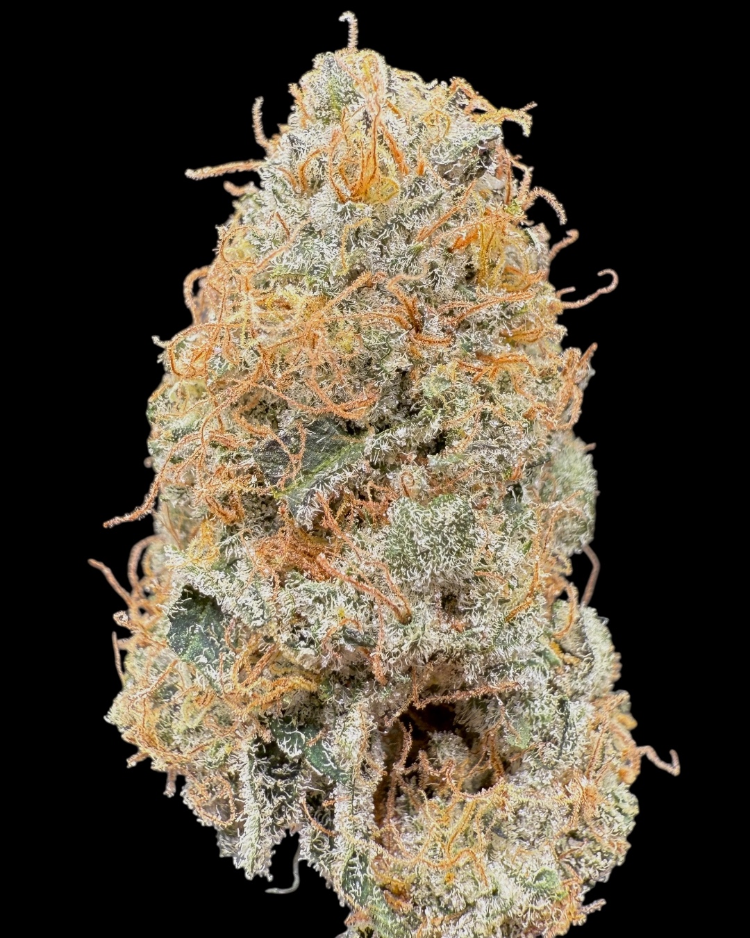 Cherry Kush x Gelonade #2 - [Nebula Gardenz] 