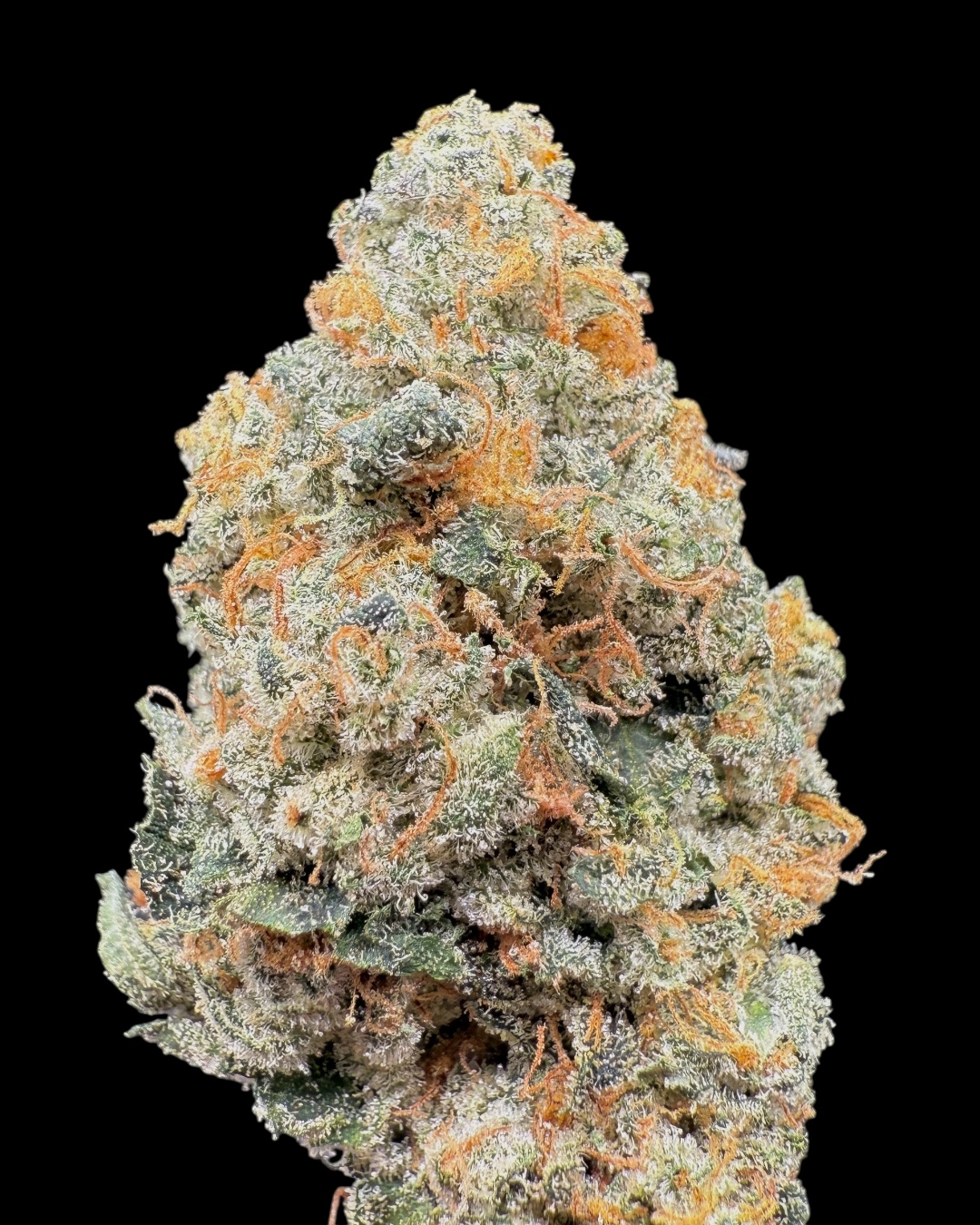 Cherry Kush x Gelonade #3 - [Nebula Gardenz] 