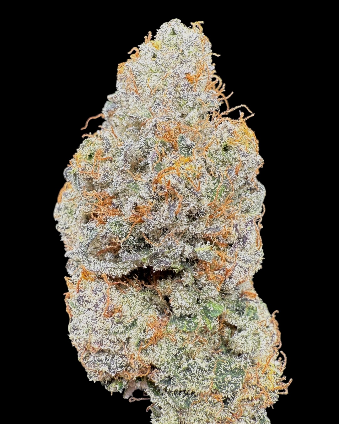 Cherry Kush x Gelonade #5 - [Nebula Gardenz]