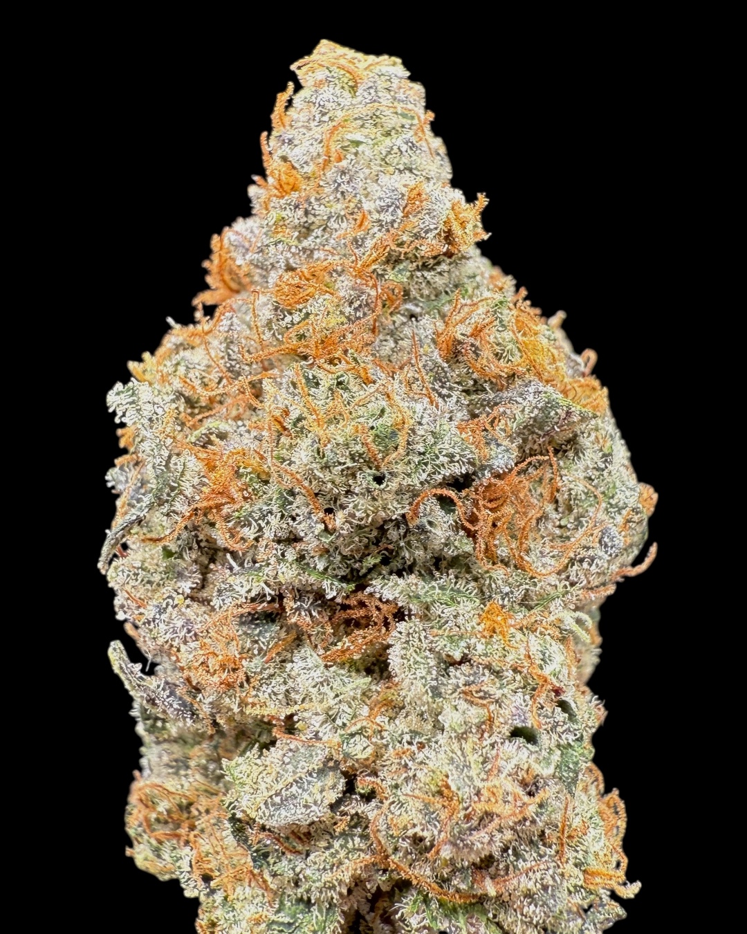 Cherry Kush x Gelonade #6 - [Nebula Gardenz] 