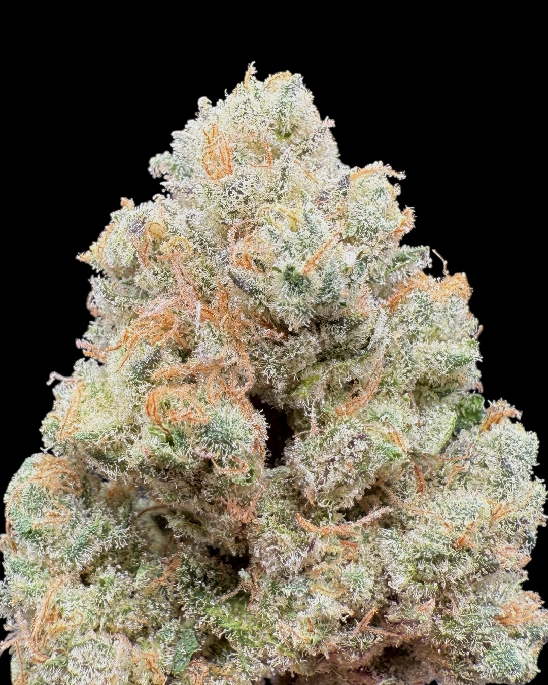 Honey Banana Papaya - [Playbook Genetics]