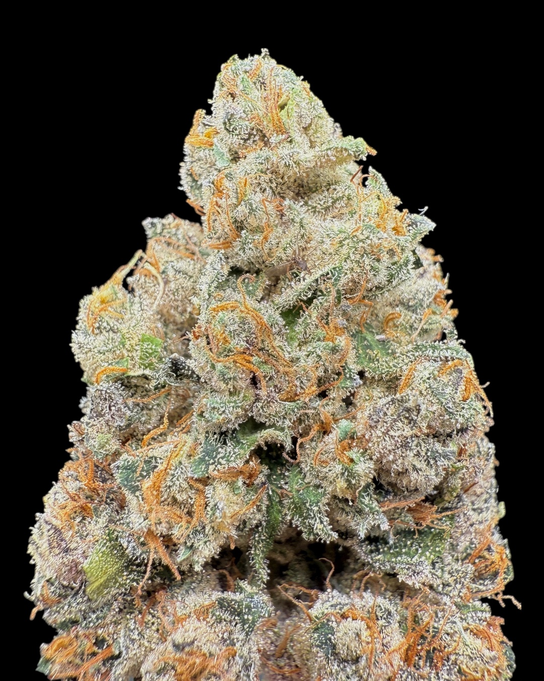 Peach Rings - [Playbook Genetics]