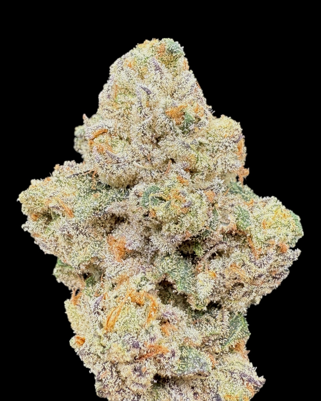 Headlights - [Playbook Genetics]