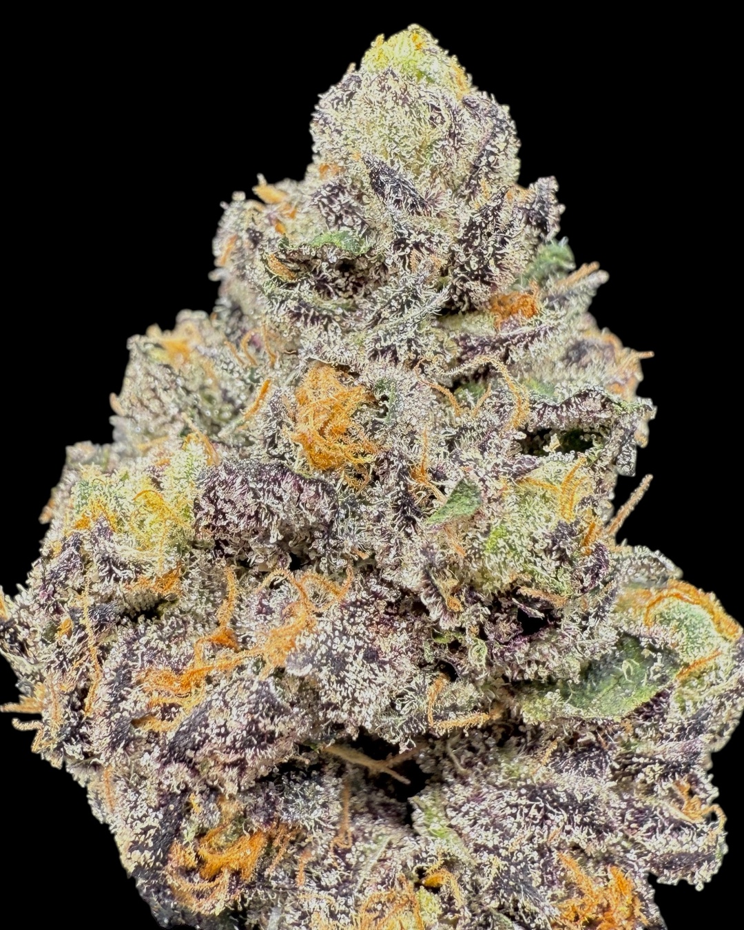 Sunset Sherbert - [Playbook Genetics]