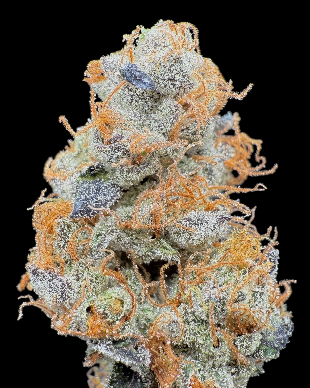 GMO - [Diesel Kartel x J Trees Family Trees Origins]