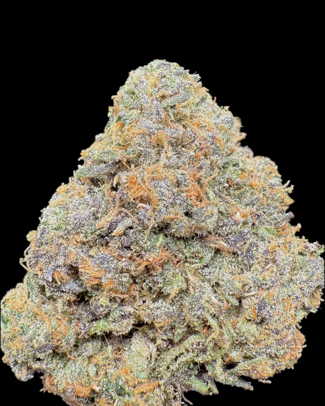 Kaizen - [Raw Genetics x Zikigai Gardens] 