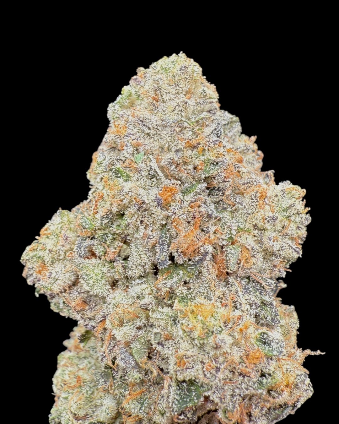 Black Light - [Wizard Trees]