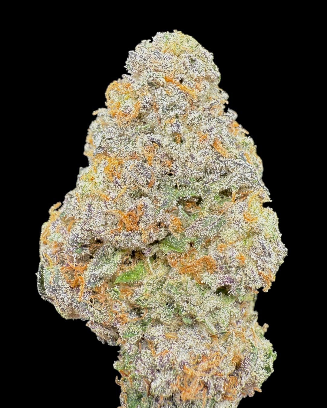 Potion - [Wizard Trees]