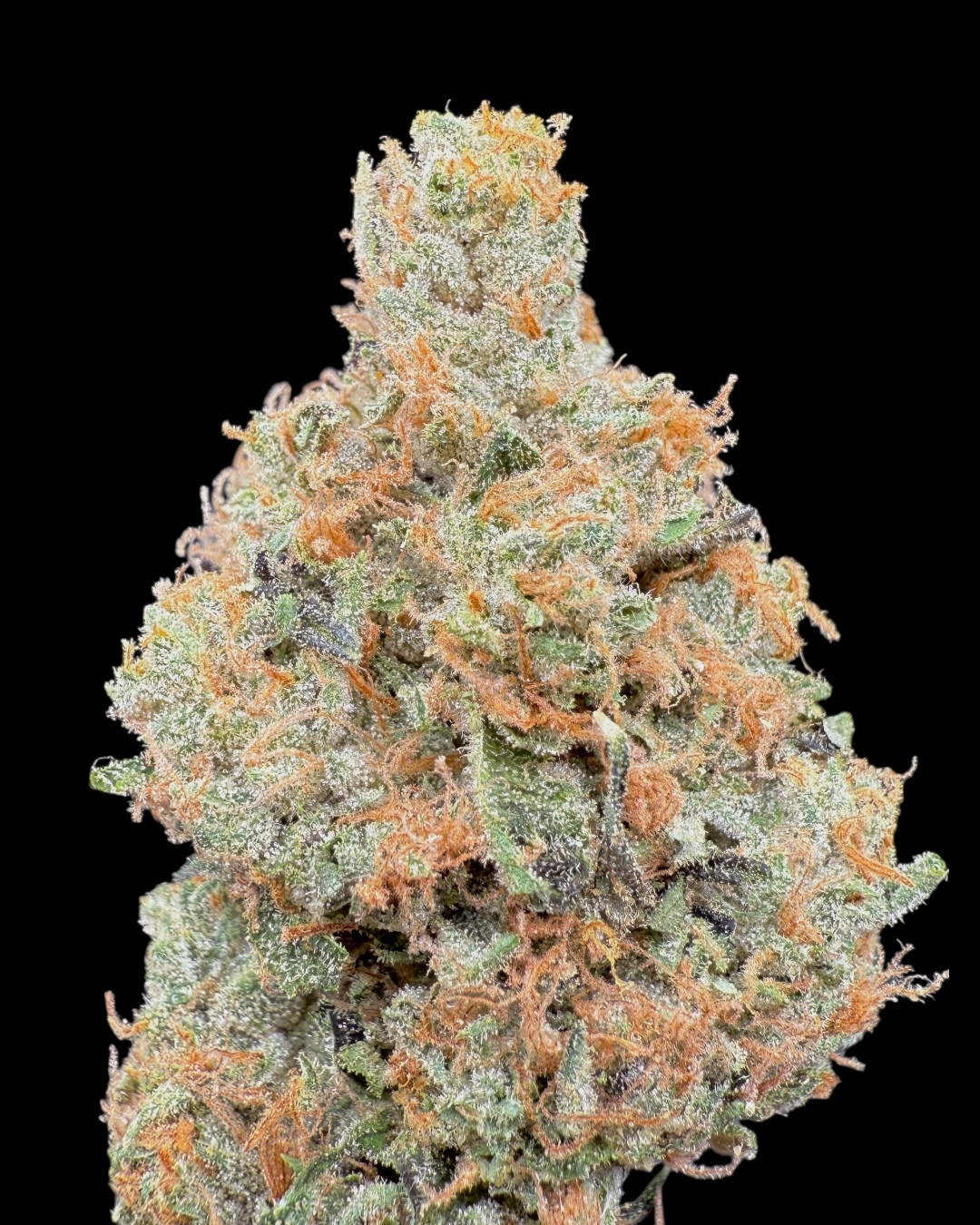 Tide - [Wizard Trees]