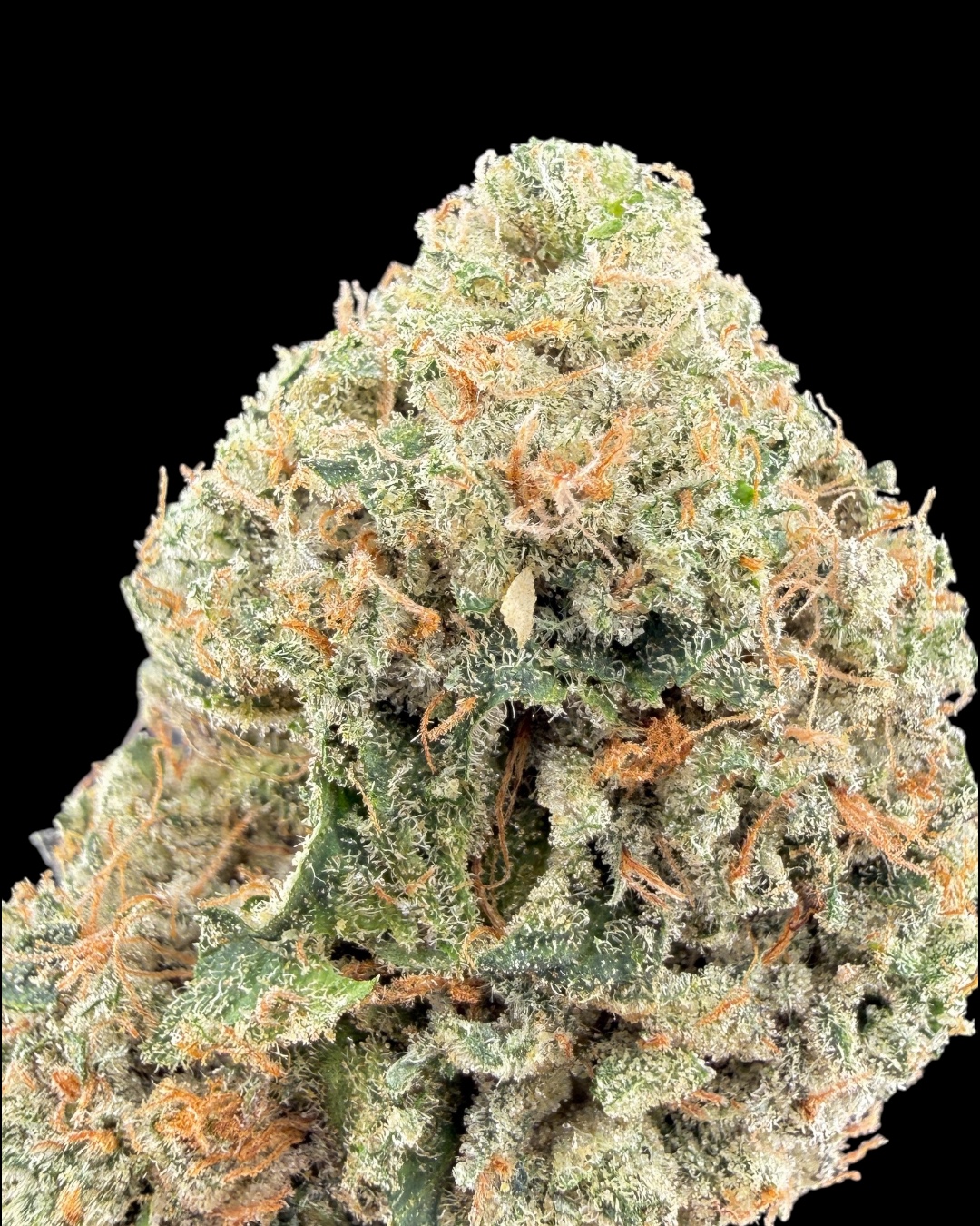 Z Pie - [Fresh Vibez]