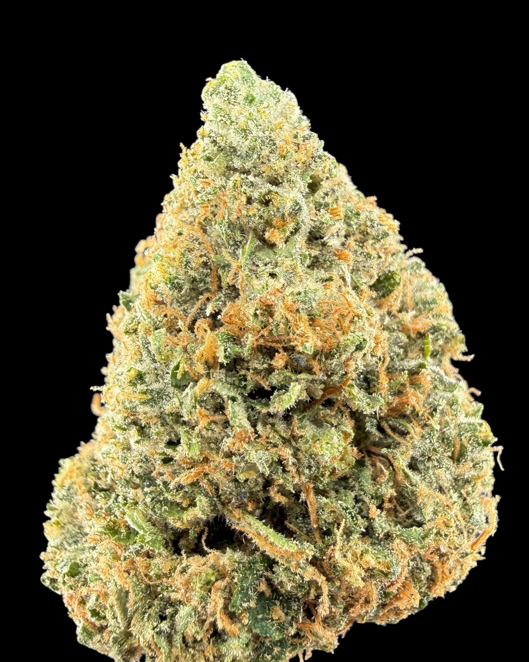 Mixed Light Z - [Preferred Gardens]