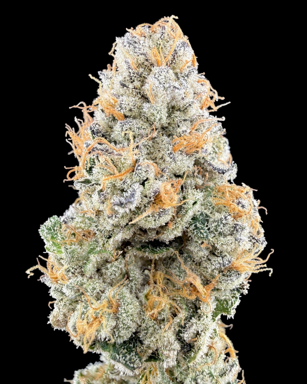 Amalfi Lemon - [Mr. Kushington]