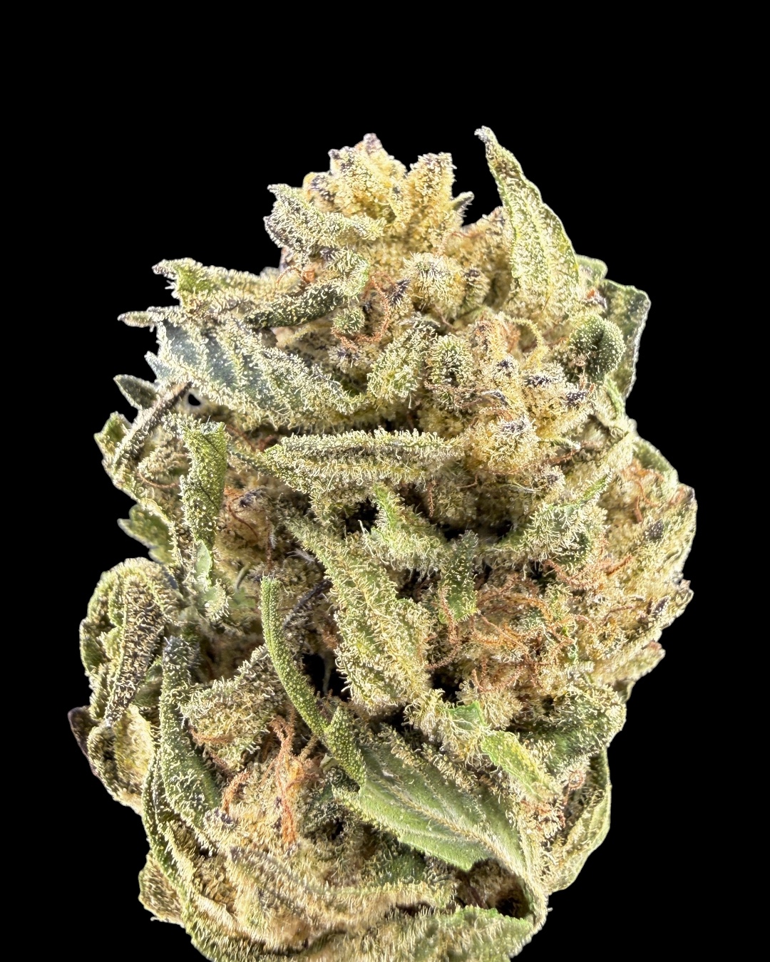 Gelatti $30 Oz Special (2 Ozs for $50)