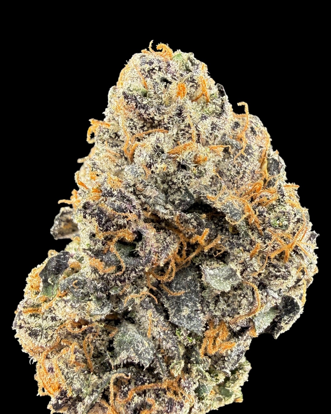 Gelato 41 $130 Oz Special