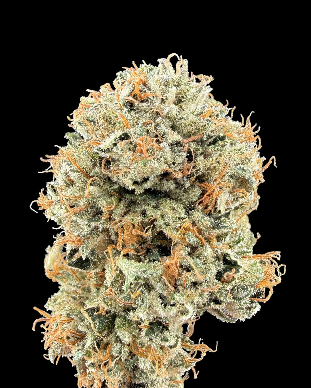 93 Master Kush - [Wicks Picks]