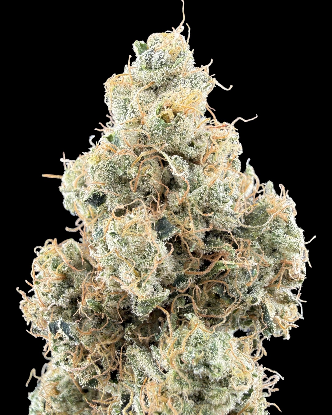 Mango Lemon Haze - [Wicks Picks]