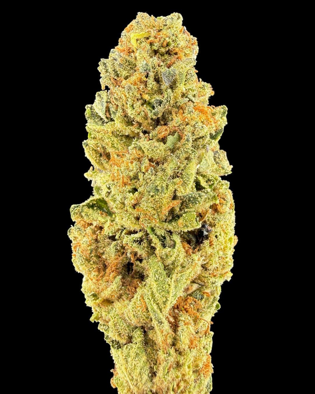 Starburst $60 Oz Special
