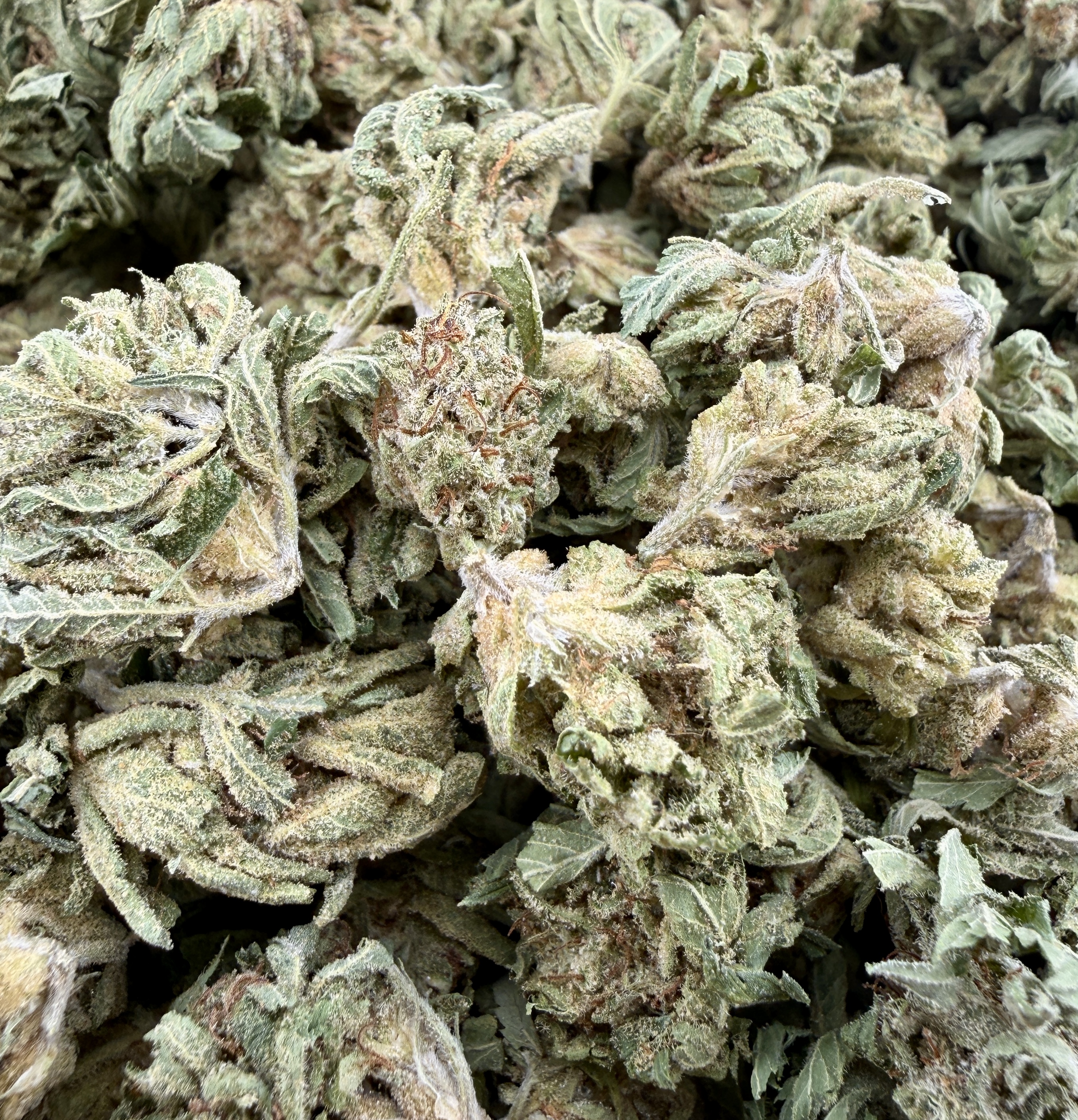 GMO smalls $40 Oz Special (2 Ozs for $70)