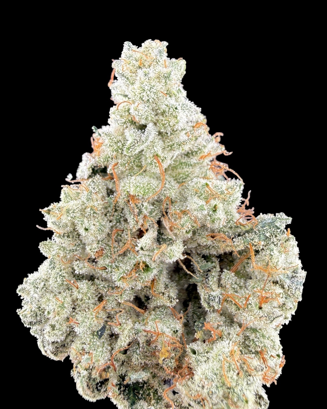 Gorilla Glue $160 Oz Special