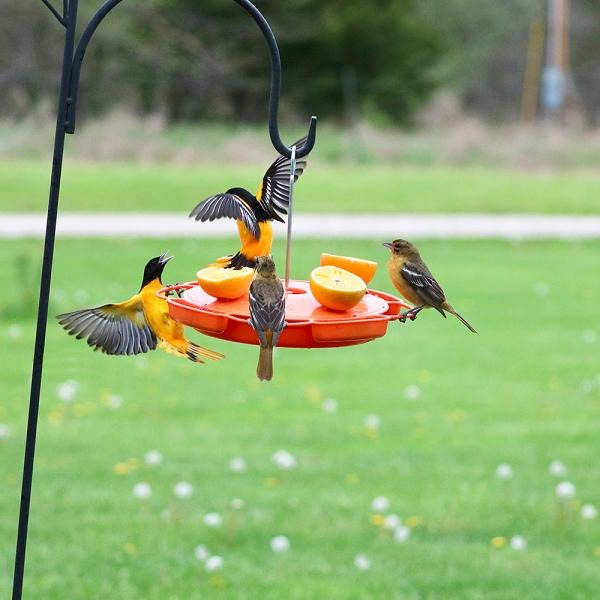 Large 3-Way Oriole Feeder