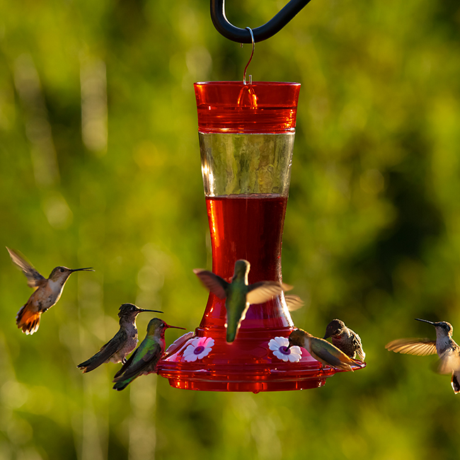 Hummingbird Feeder with Built-In Ant Moat