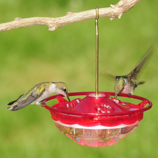 Compact Hummingbird Feeder